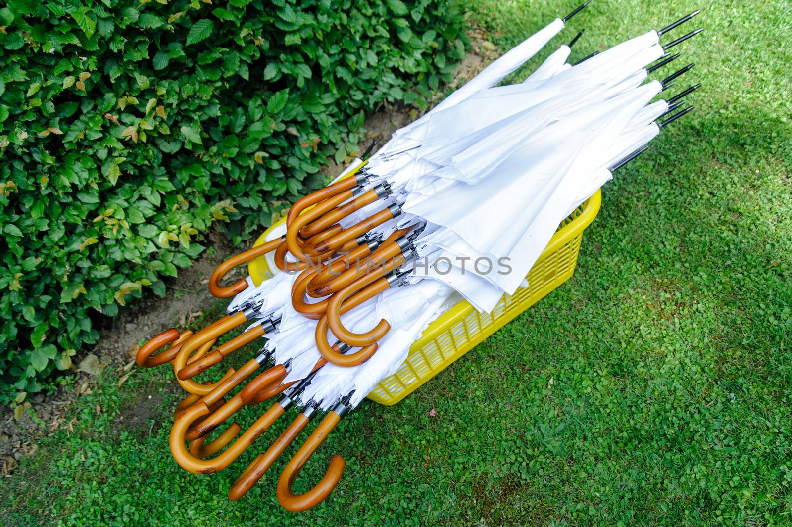 Lot of white umbrellas lying in the grass