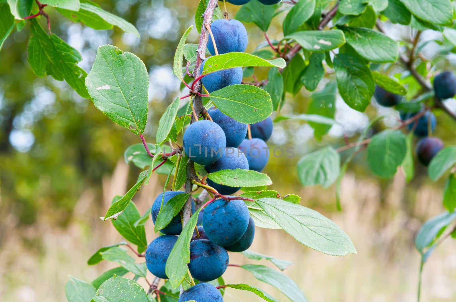 Ripe berries of a sloe on branches.