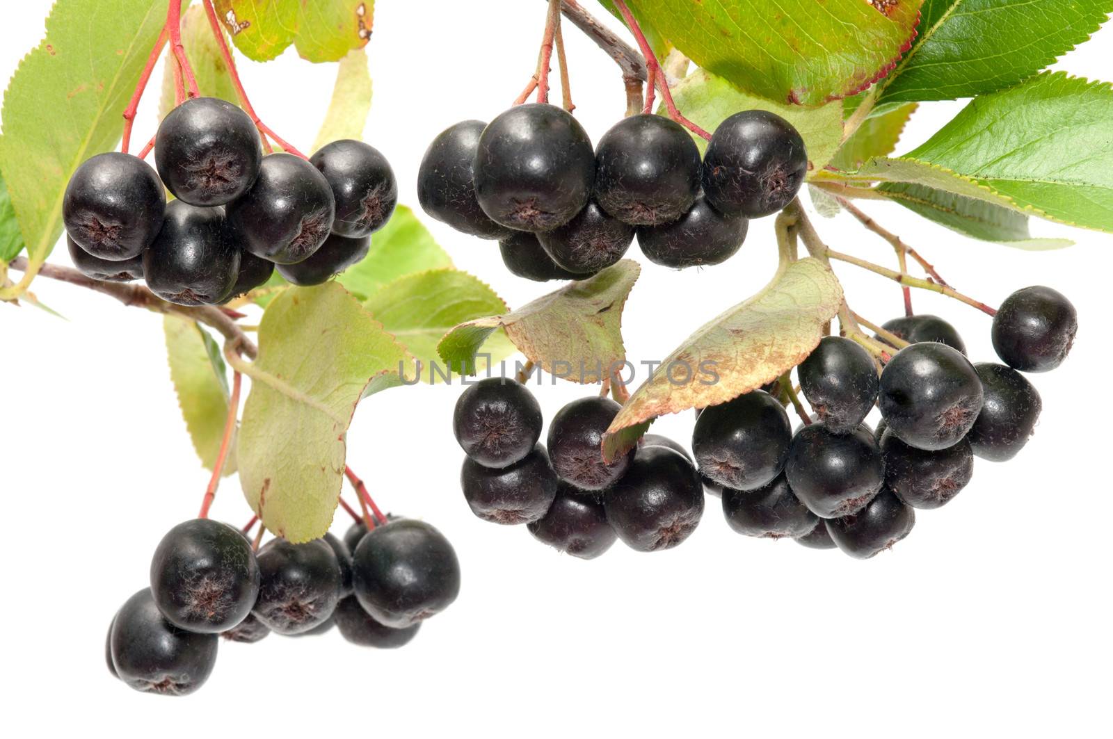 Branch black chokeberry close up it is isolated on a white background.