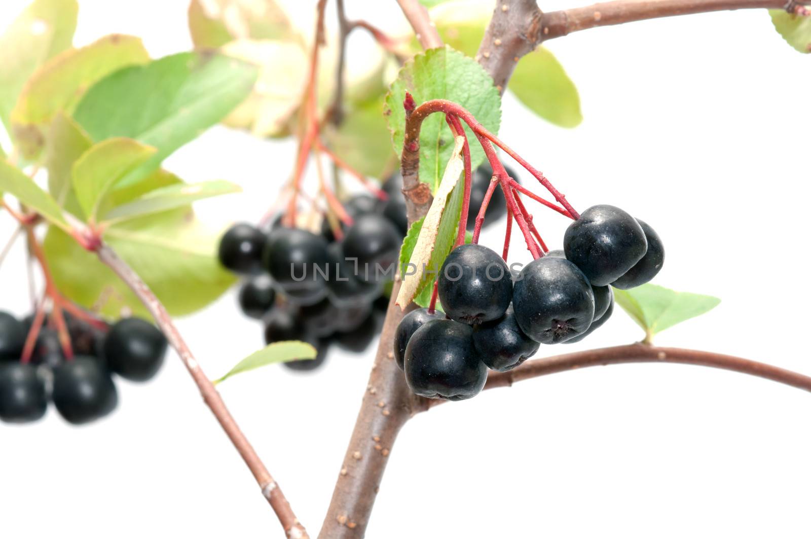 Branch black chokeberry close up it is isolated on a white background.