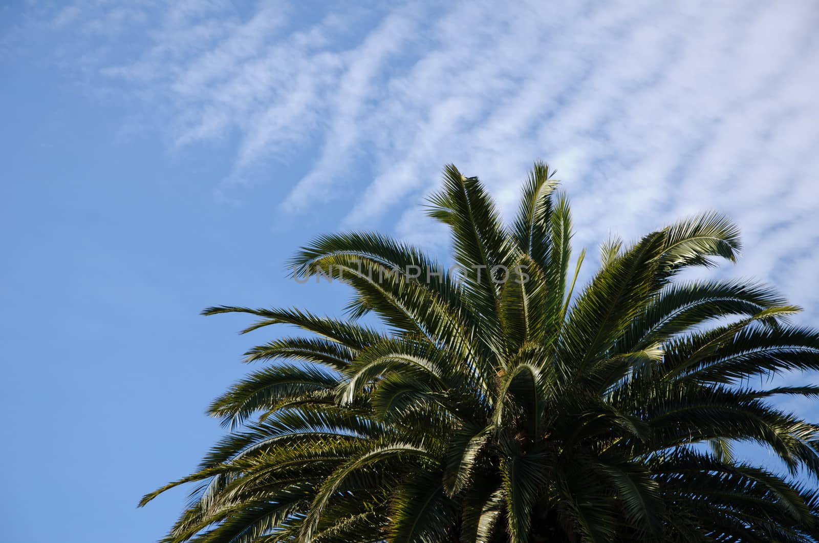 Palm tree with blue sky by lauria