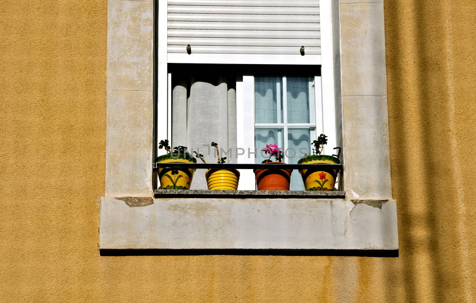 window with plants by lauria
