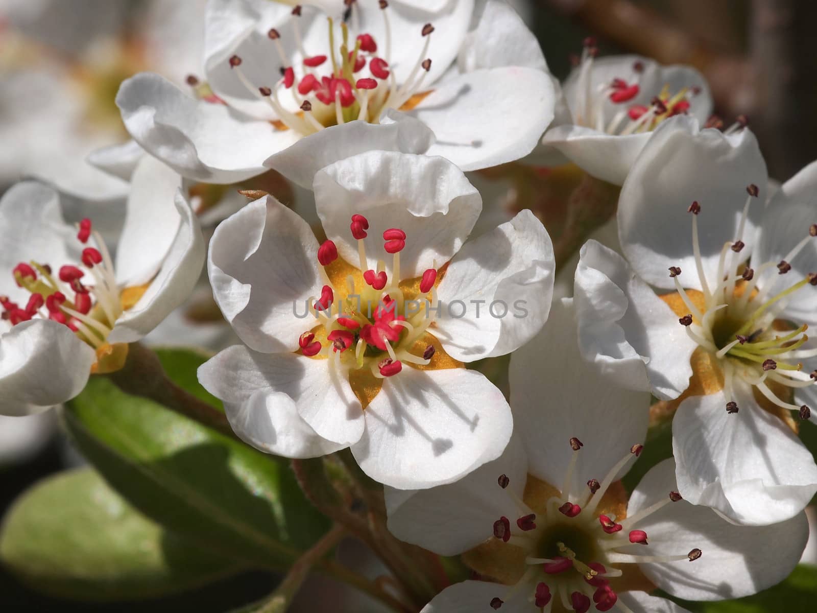 beautiful white fruit blossom on green background    