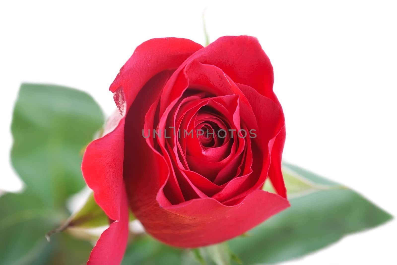 Red rose with leaves isolated on white