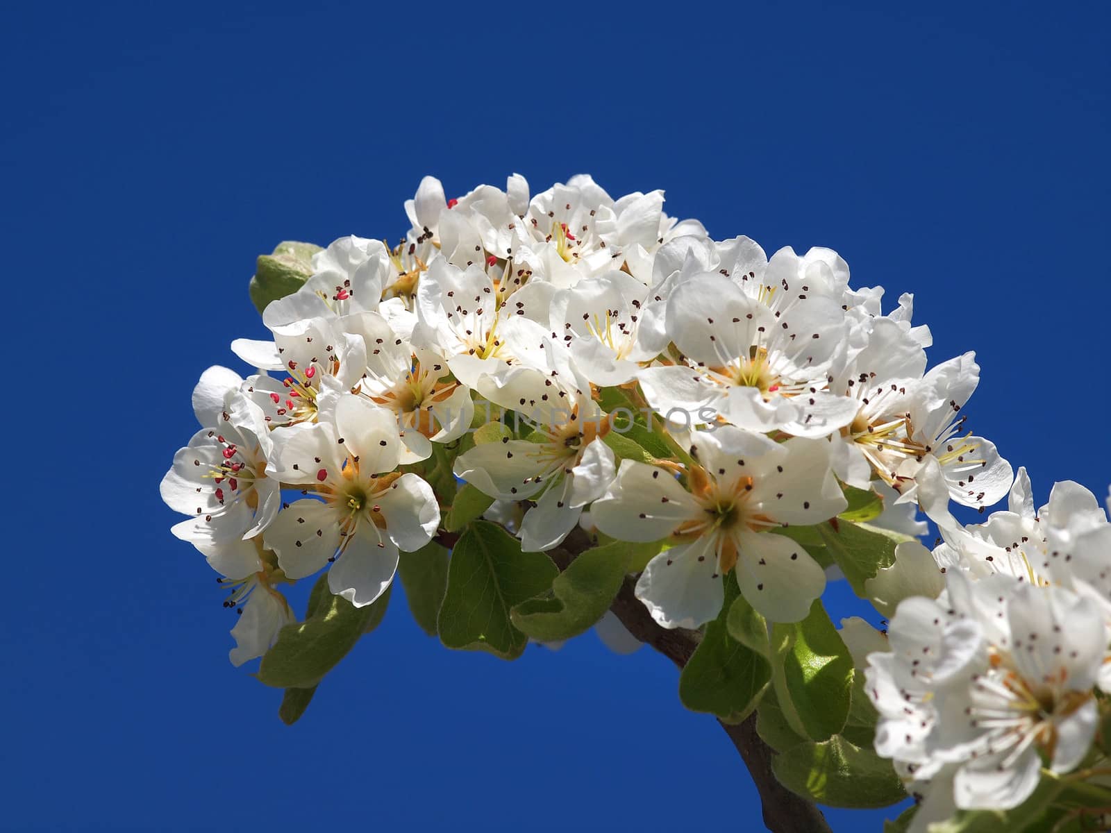 beautiful white fruit blossom in the spring          
