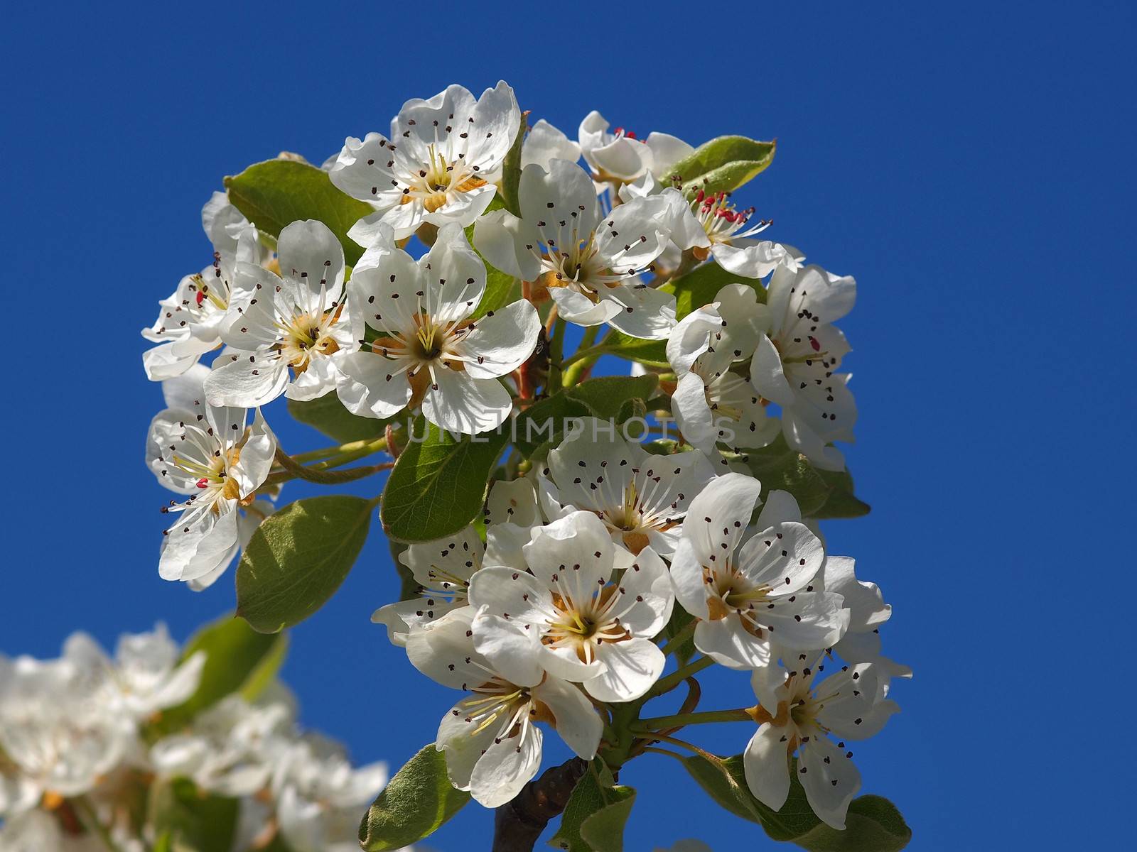 beautiful white fruit blossom in the spring       