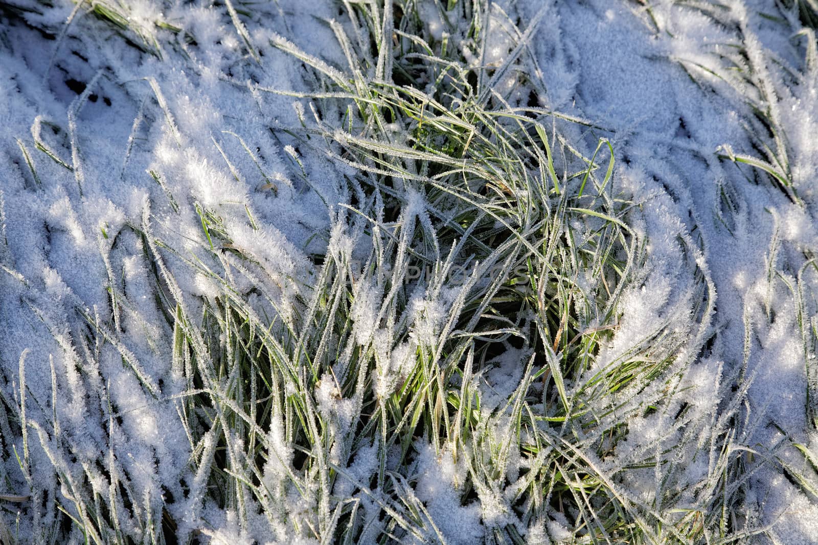 Green grass covered with hoarfrost