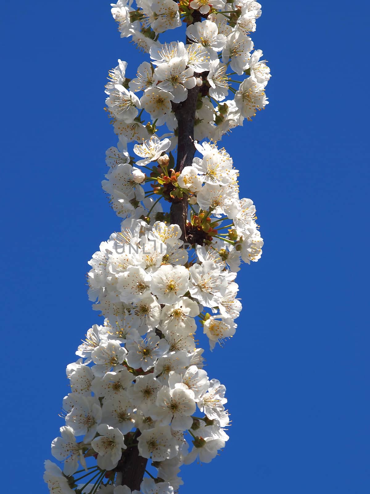        beautiful white fruit blossom in the spring 