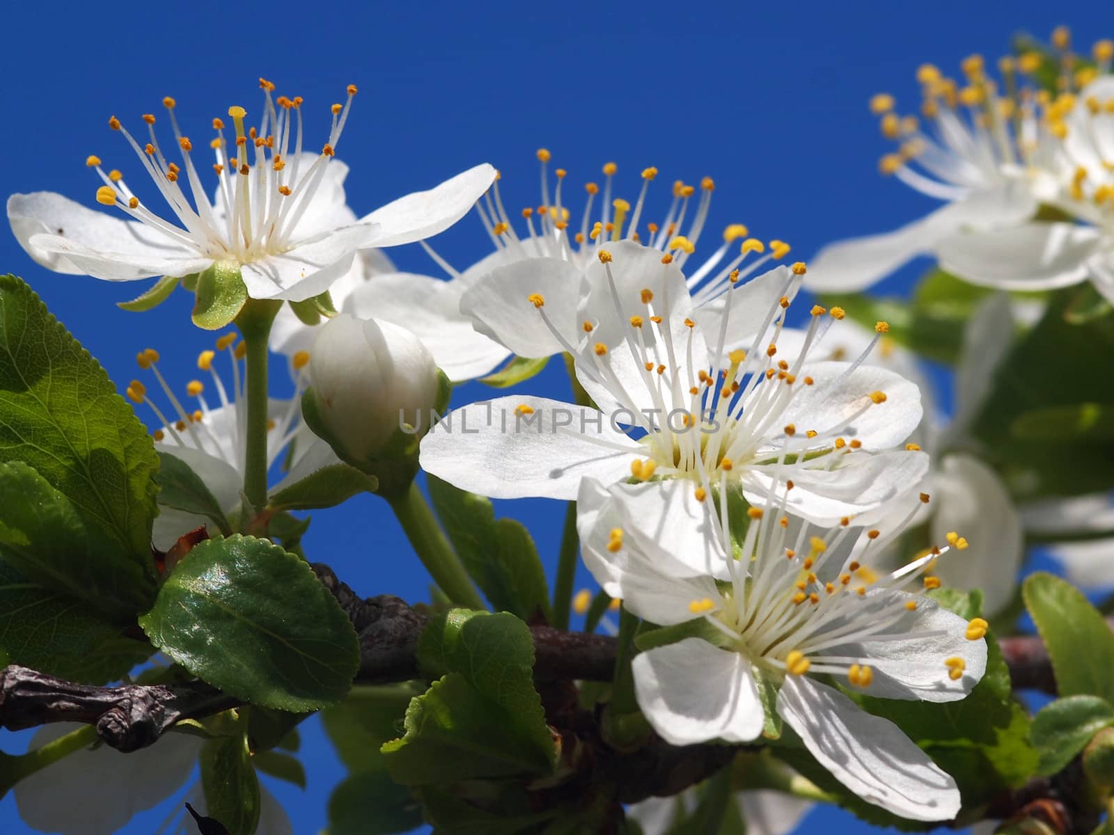 beautiful white fruit blossom in the spring         