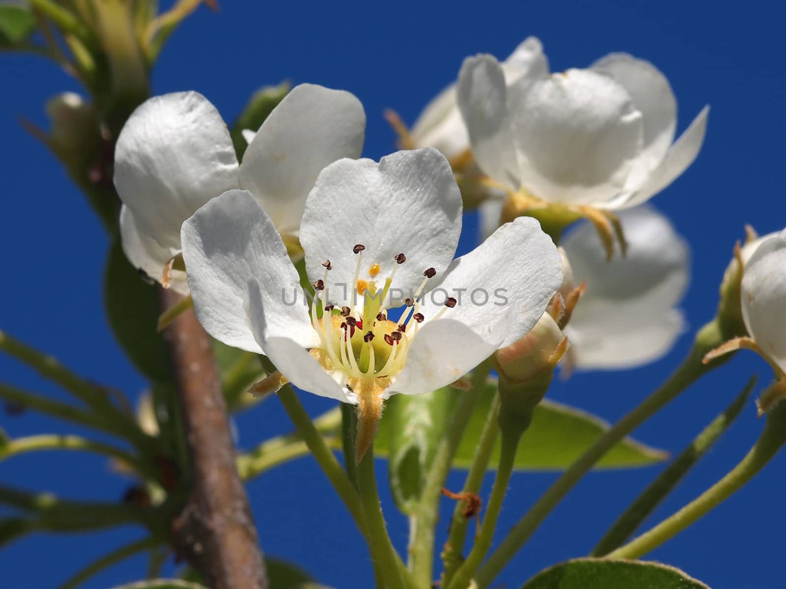 beautiful white fruit blossom in the spring        