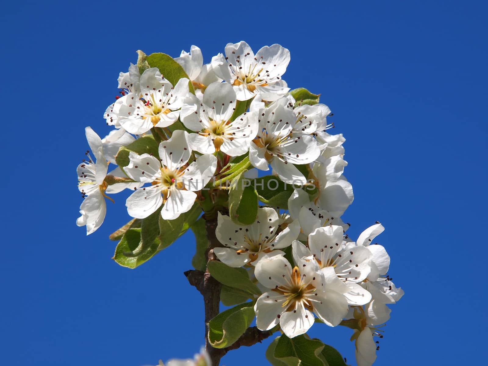 beautiful white fruit blossom in the spring      