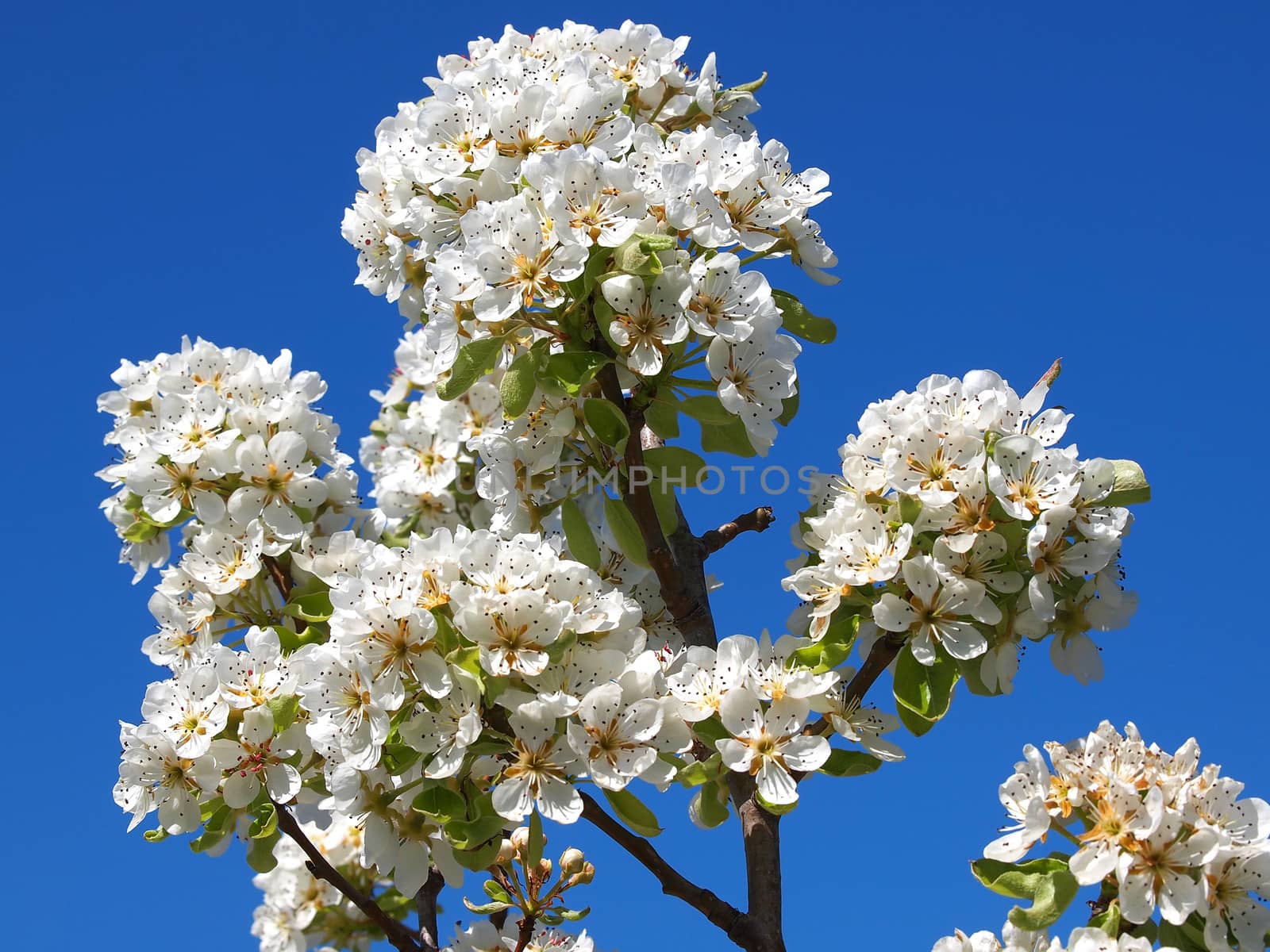 fruit flowers by nevenm