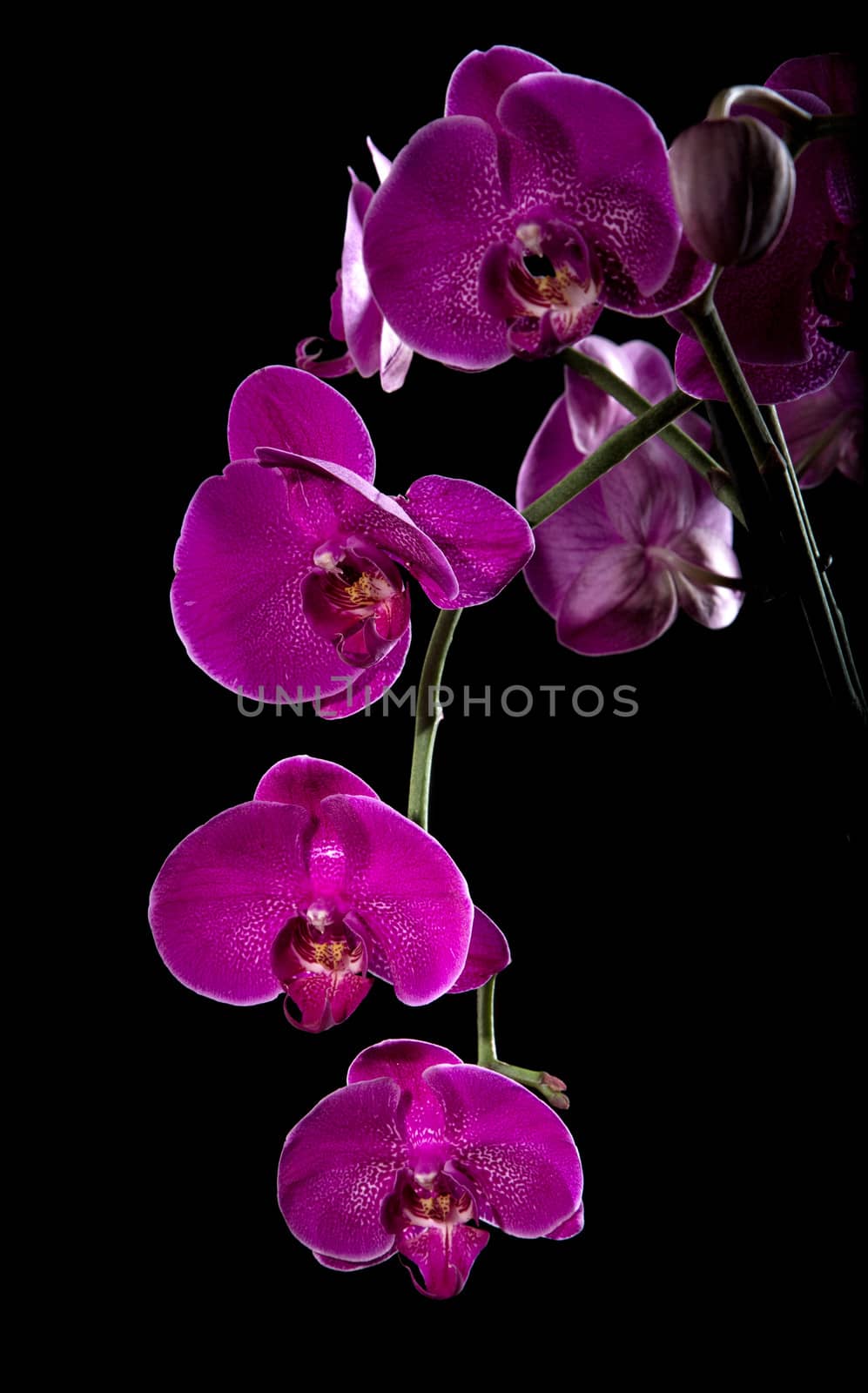 Violet orchid on a black background