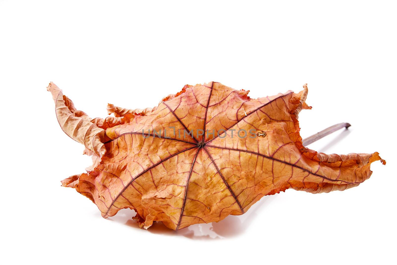 Dry leaf  isolated on a white background