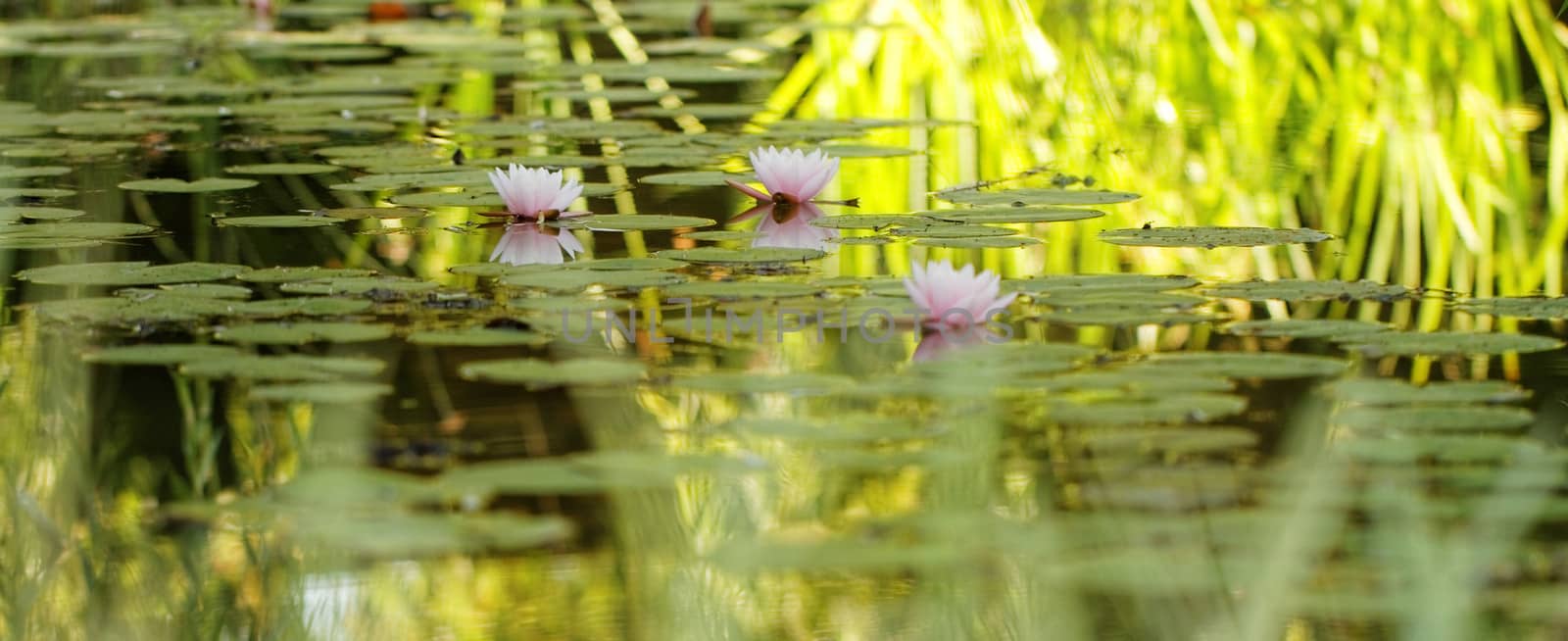 Pink water lily by Nneirda