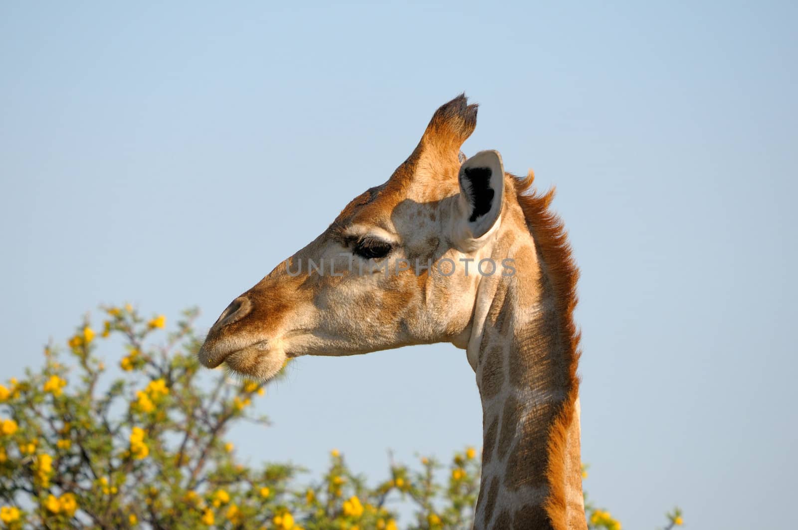 Giraffe, Giraffa camelopardalis angolensis, Etosha National Park, Namibia
