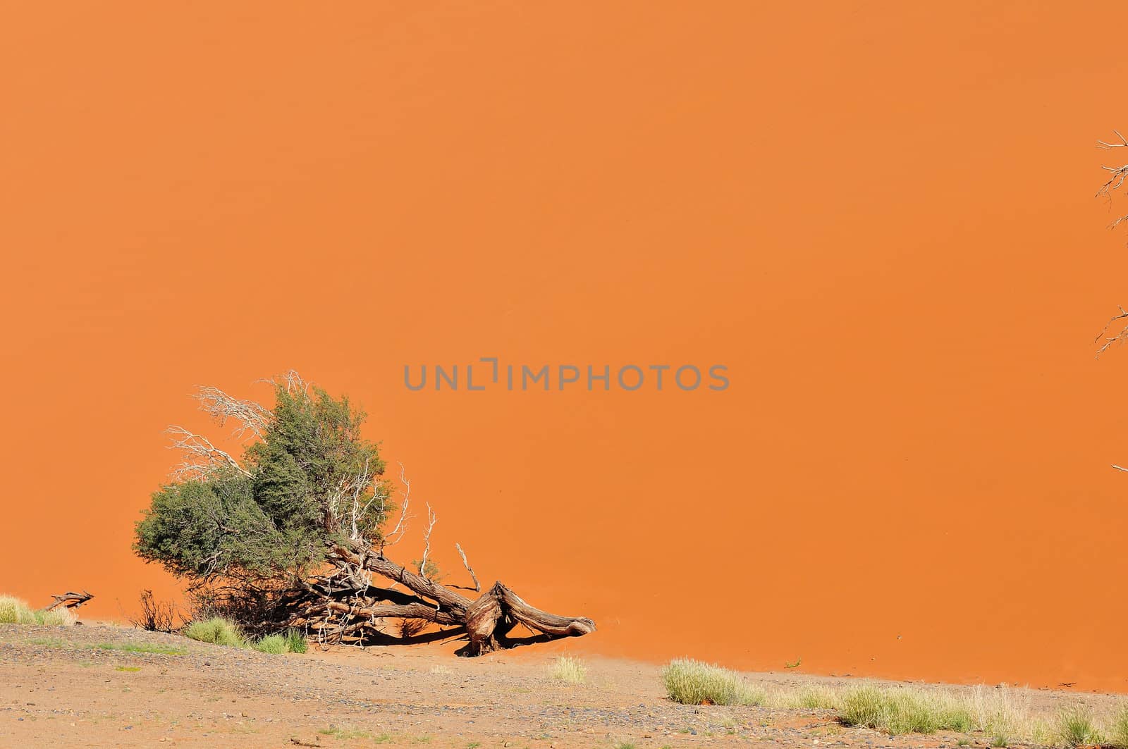 Tree and dune landscape near Sossusvlei in Namibia
