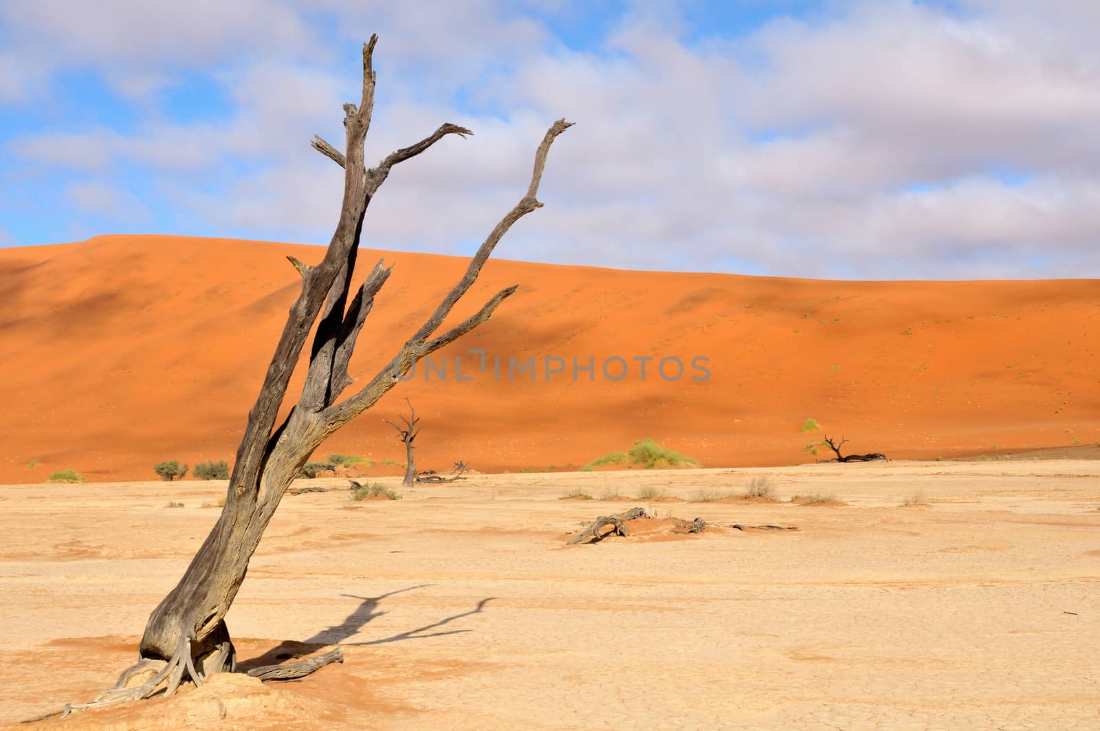 Lonely tree skeleton at Deadvlei near Sossusvlei, Namibia
