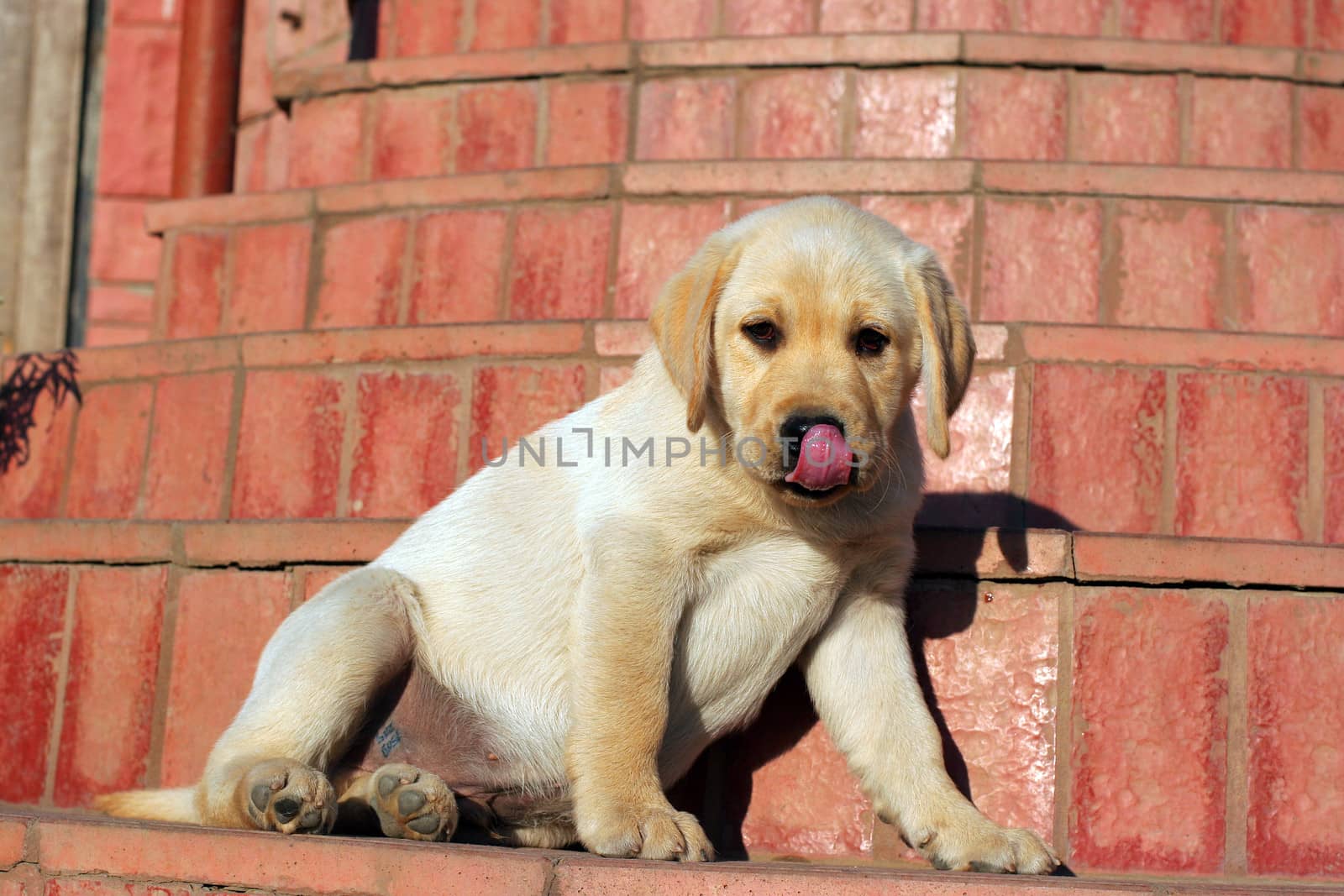 happy yellow labrador puppy portrait close up at the door