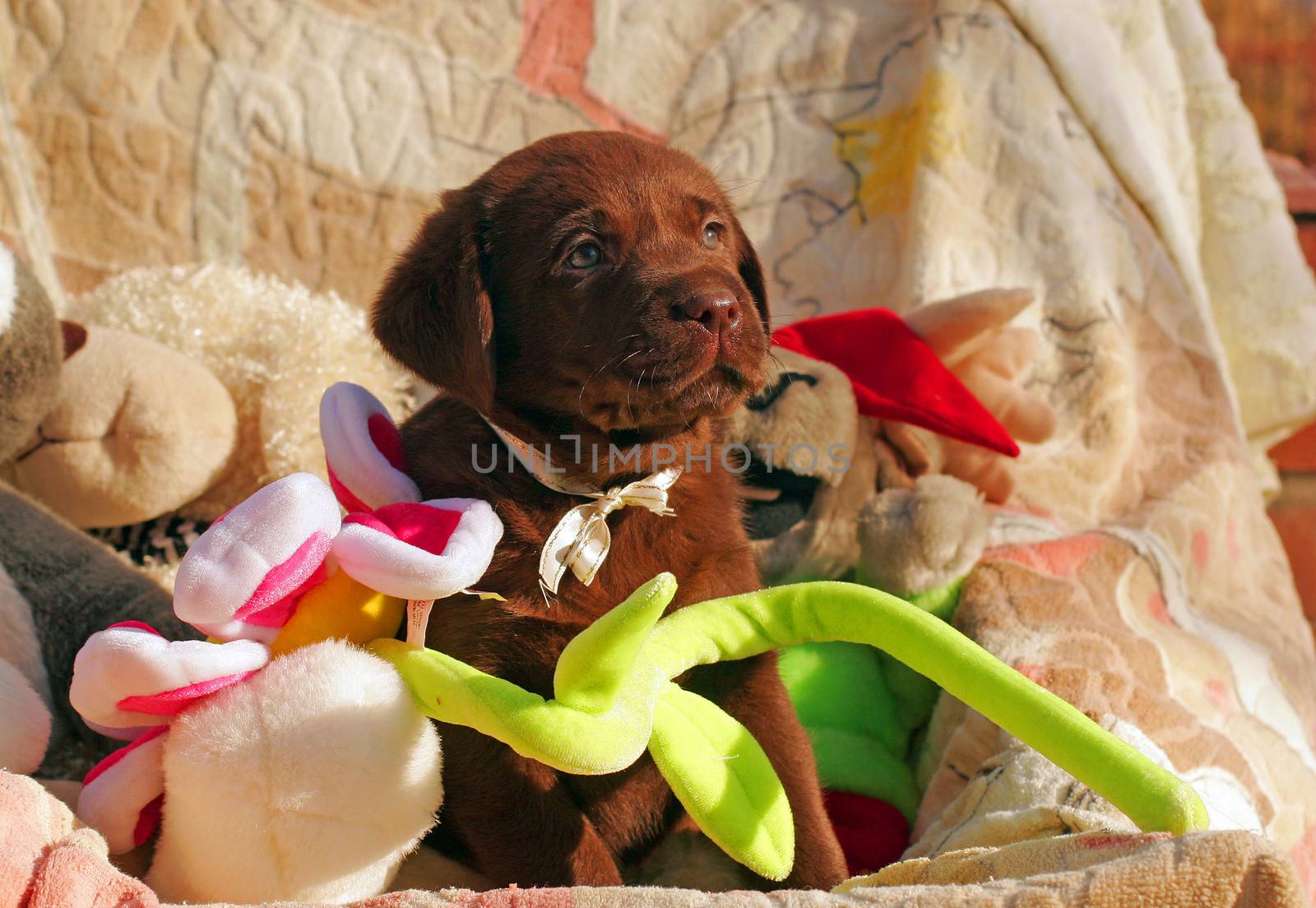 happy chocolate labrador puppy with the toys