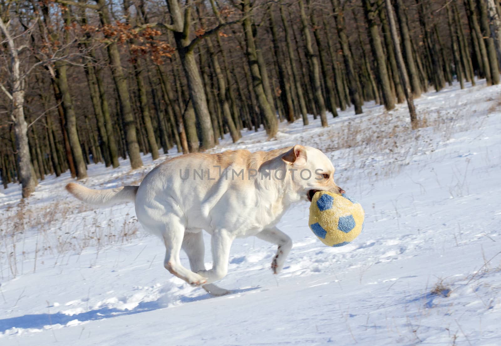 yellow labrador in the snow in winter running with a ball