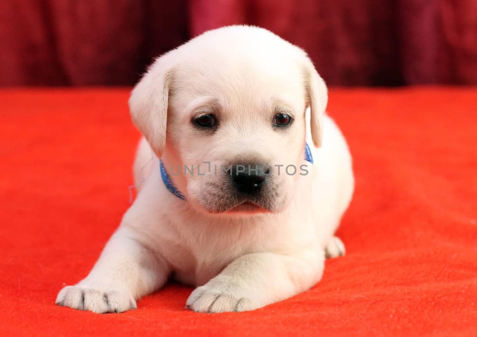 happy yellow labrador puppy laying on red background