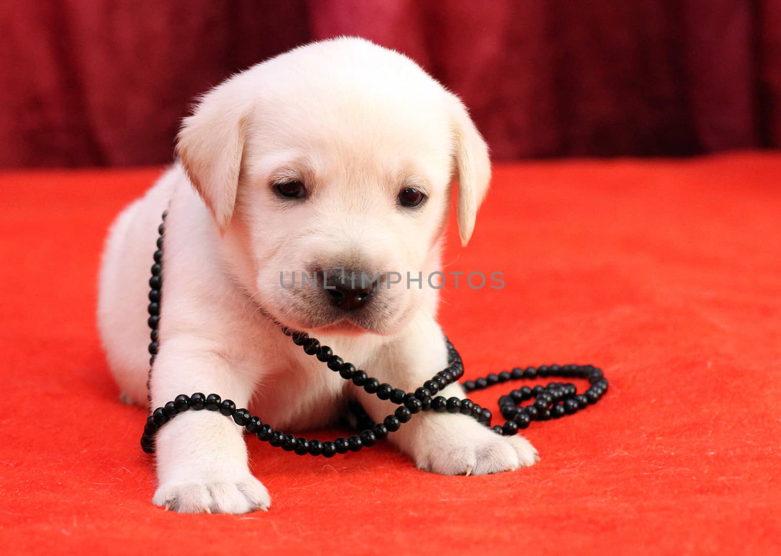 happy yellow labrador puppy laying on red background with beads