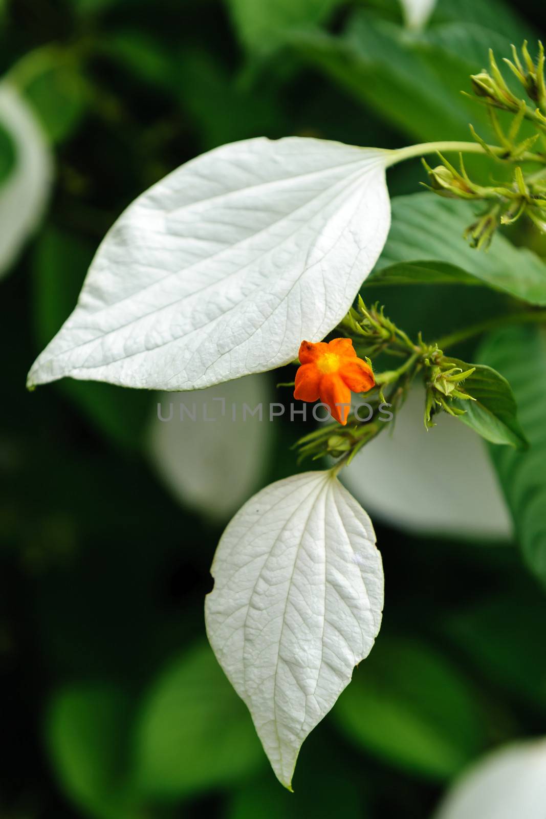 Yellow Mussaenda flower in the green garden of Zimbabwe.