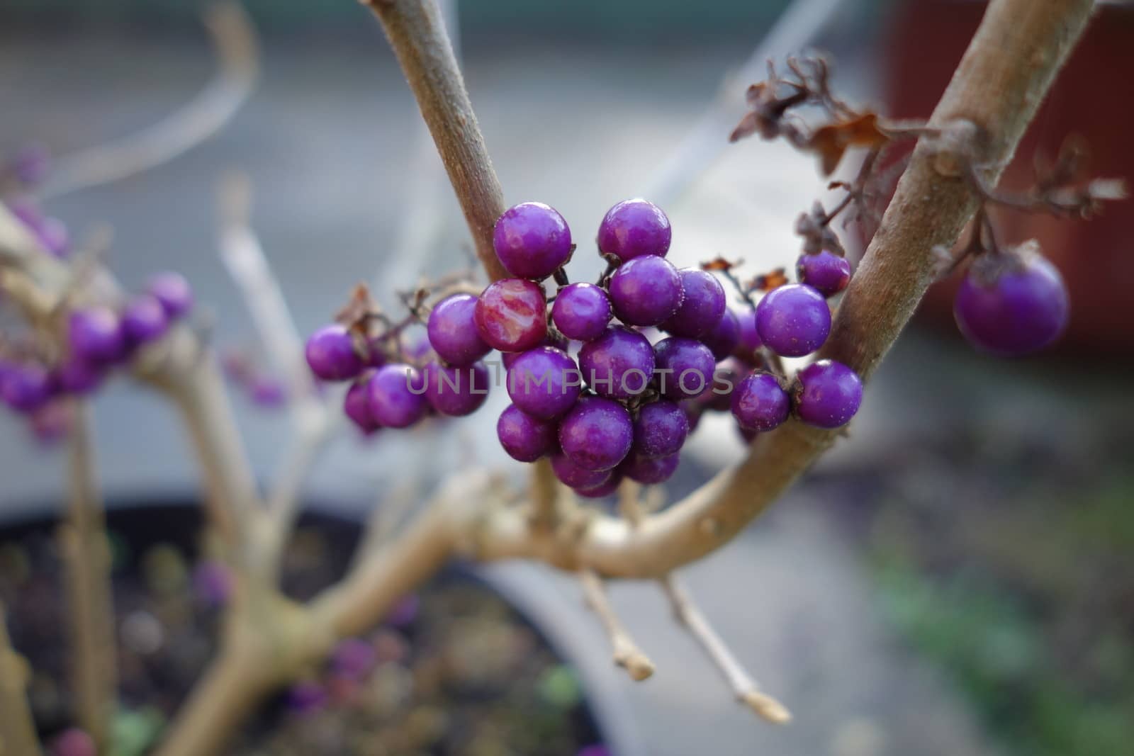 Shiny purple berries of Bodinier's Beautyberry bush (callicarpa bodinieri)