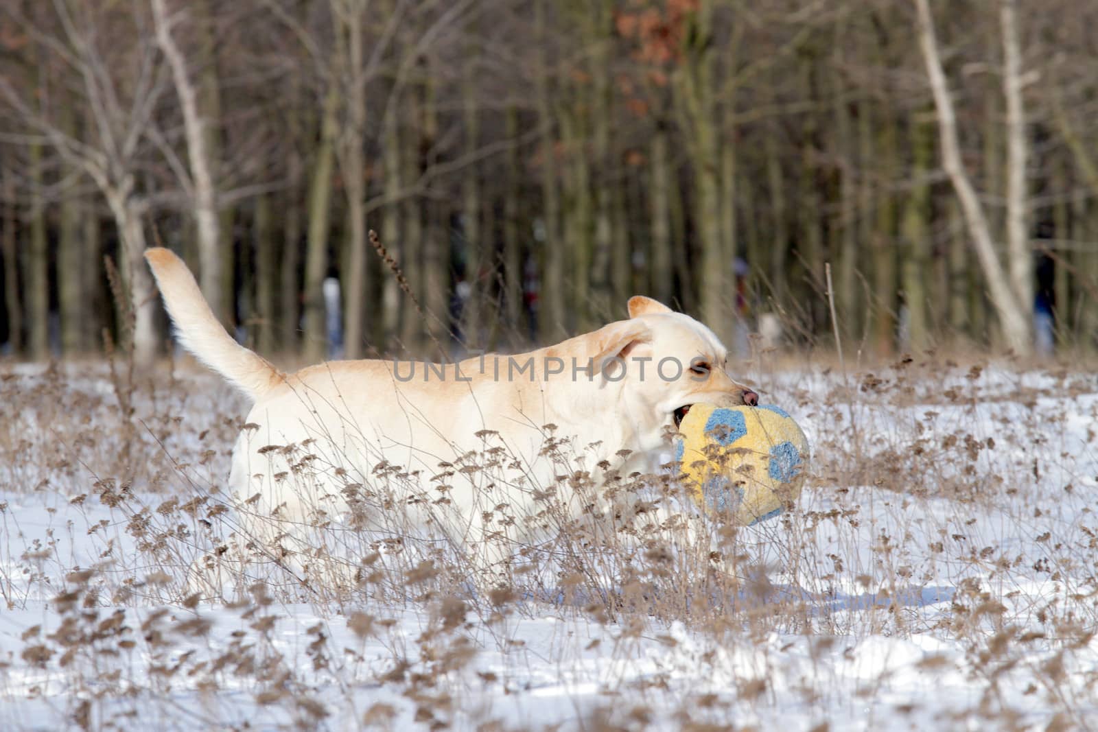 yellow labrador in the snow in winter with a ball