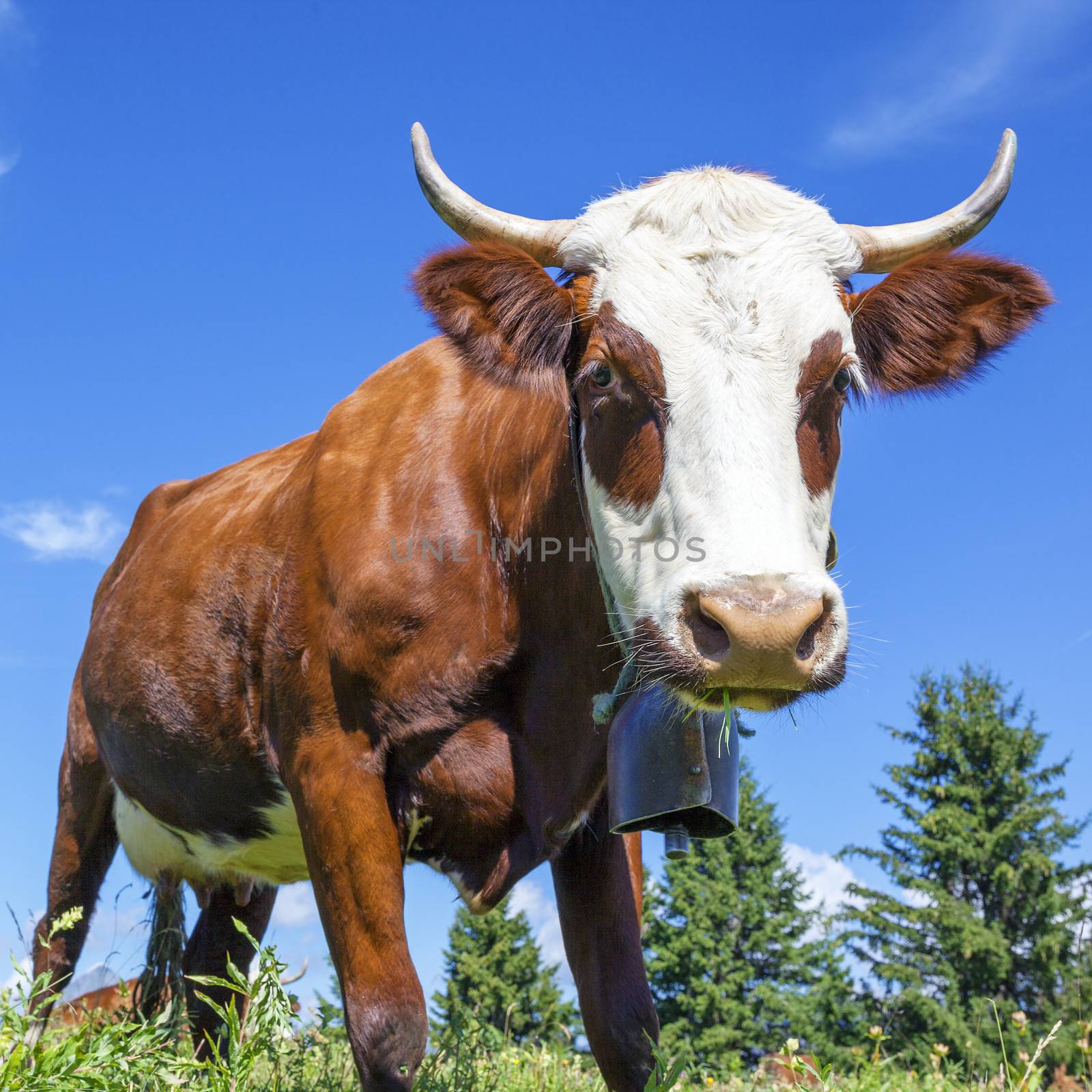 cow in french alps with blue sky by vwalakte