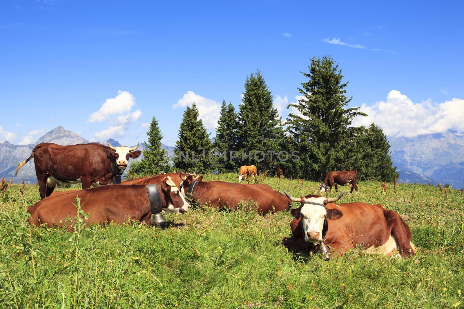 View of mountain landscape with cows 