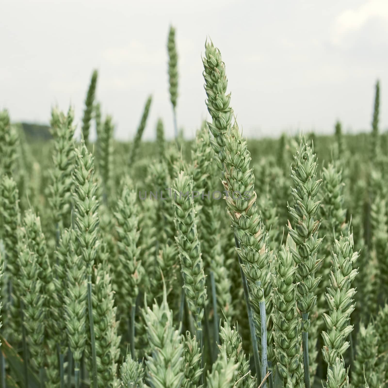 Green ripening ears of wheat by qiiip