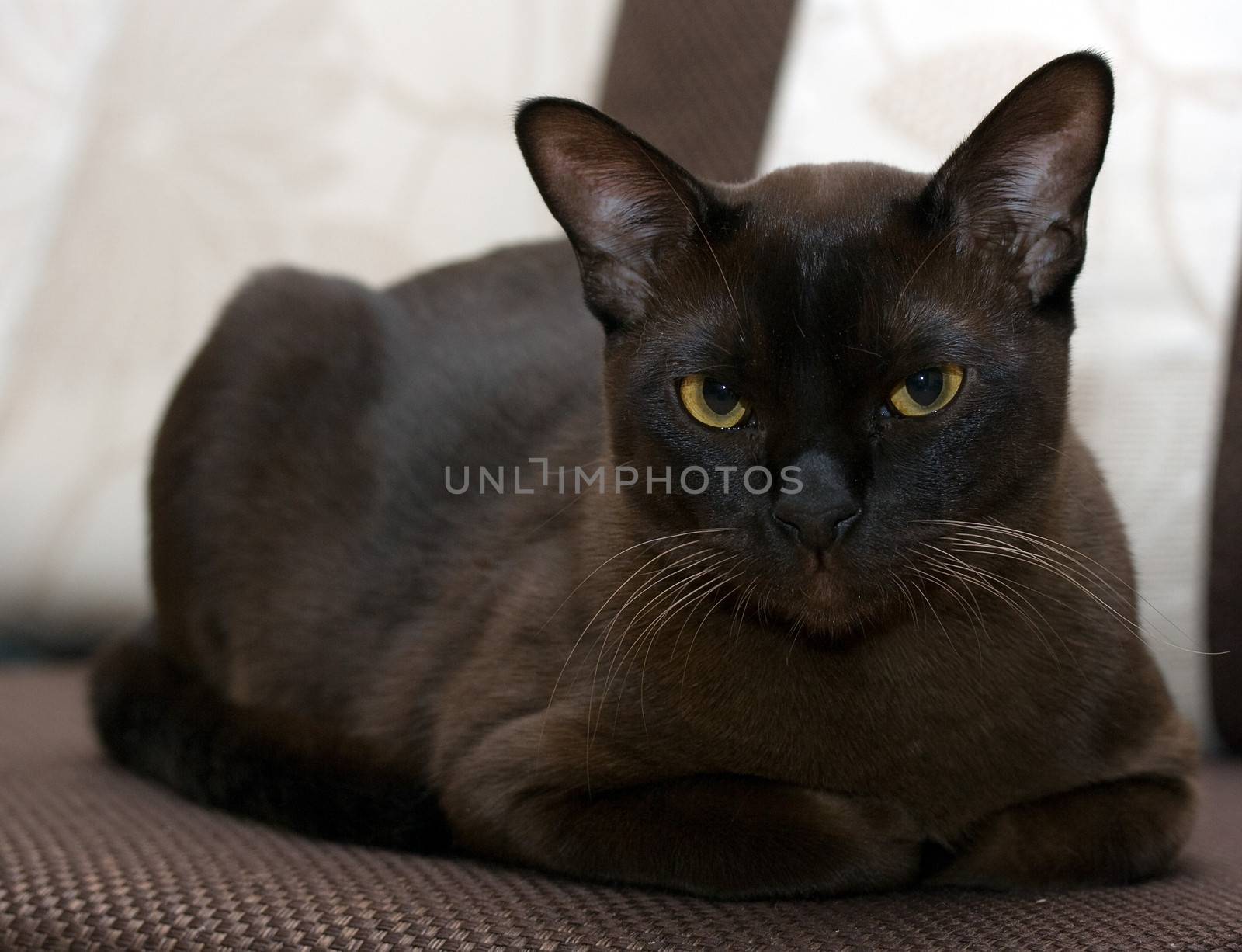 Portrait burmese cat lying and posing looking into the lens