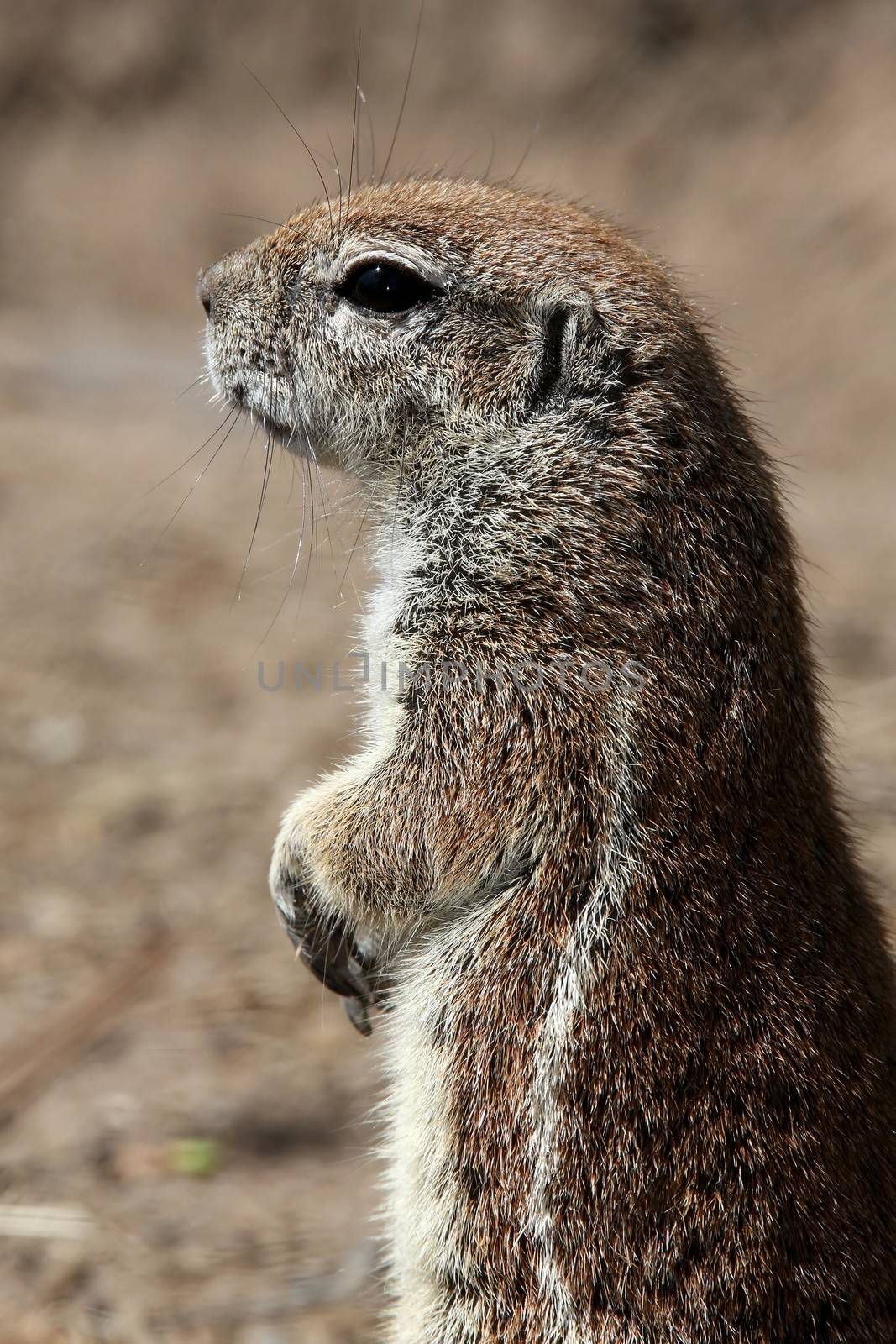 Portrait of a cute ground squirrel from South Africa