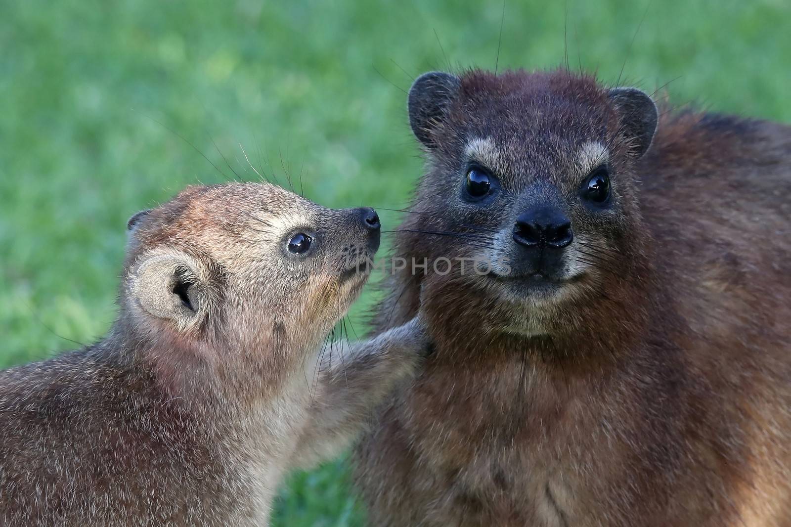 Cute Rock Hyrax Mother and Baby by fouroaks