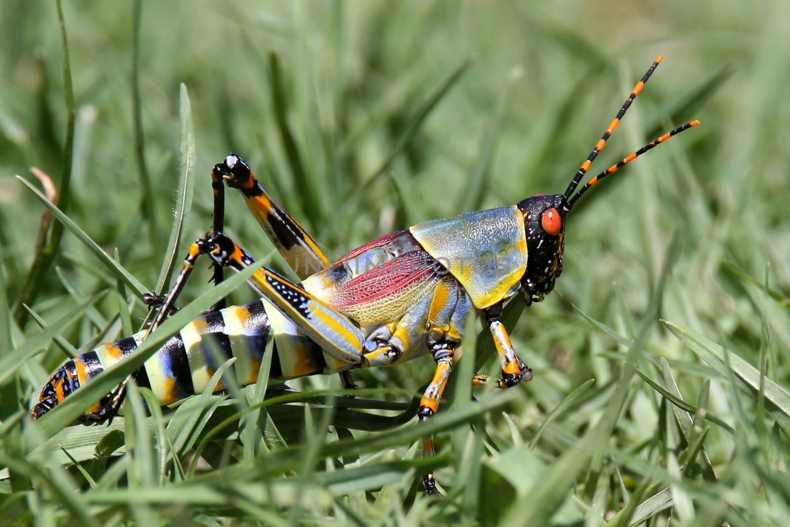 Colorful grasshopper with orange eyes and striped abdomen