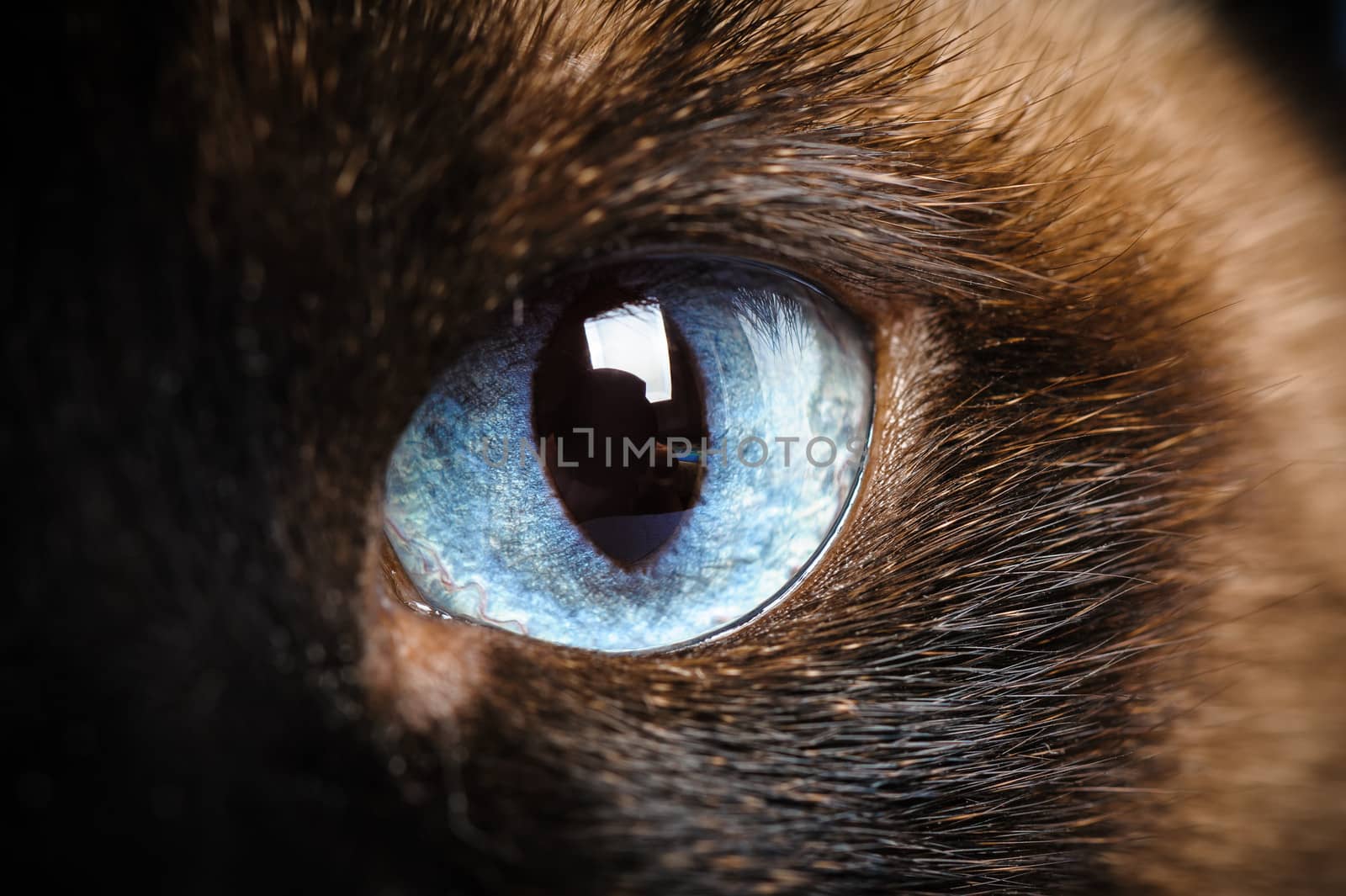 one siamese cat eye macro extreme closeup with reflection of photographer