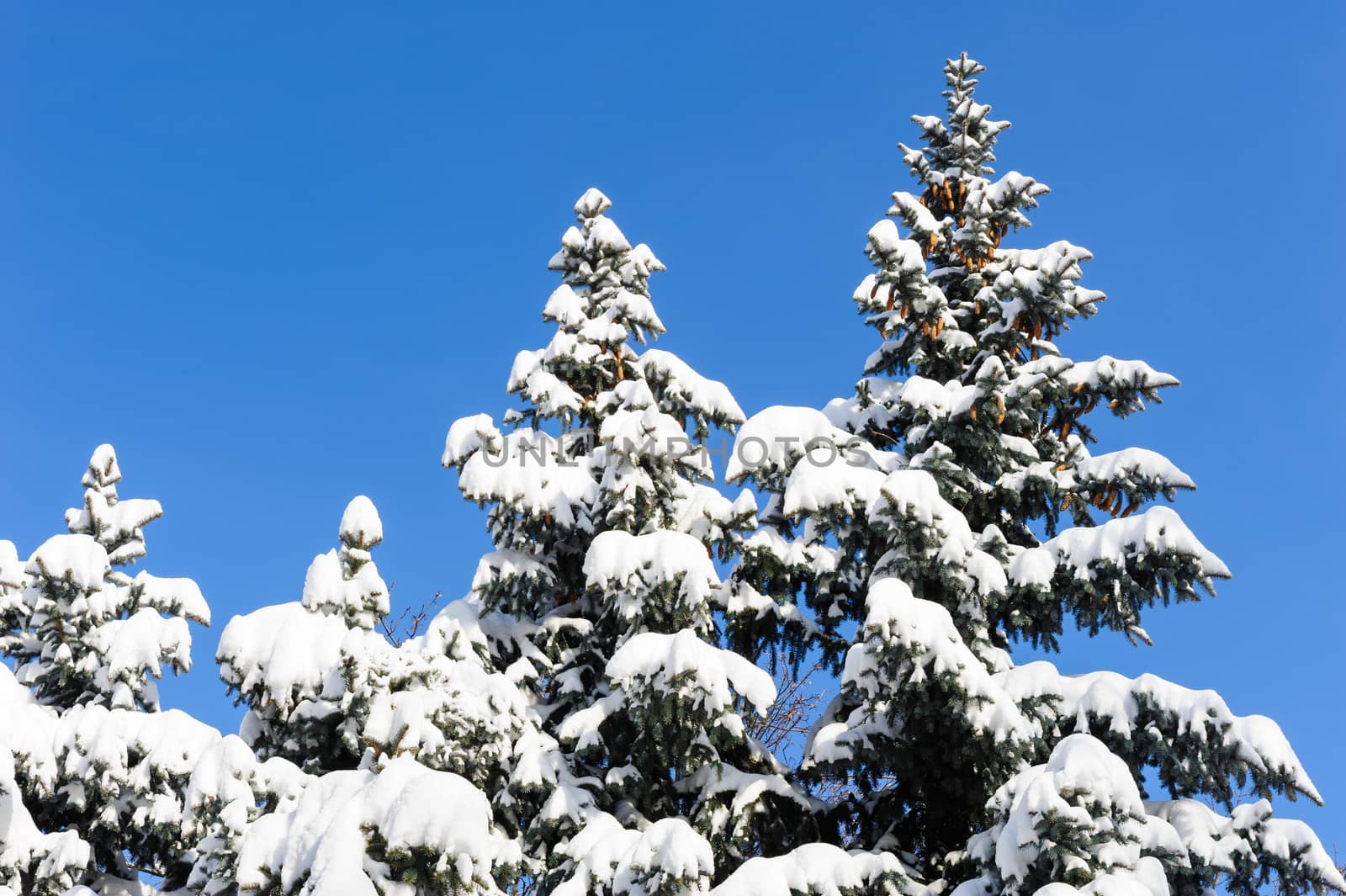 tall fir trees covered with fresh snow