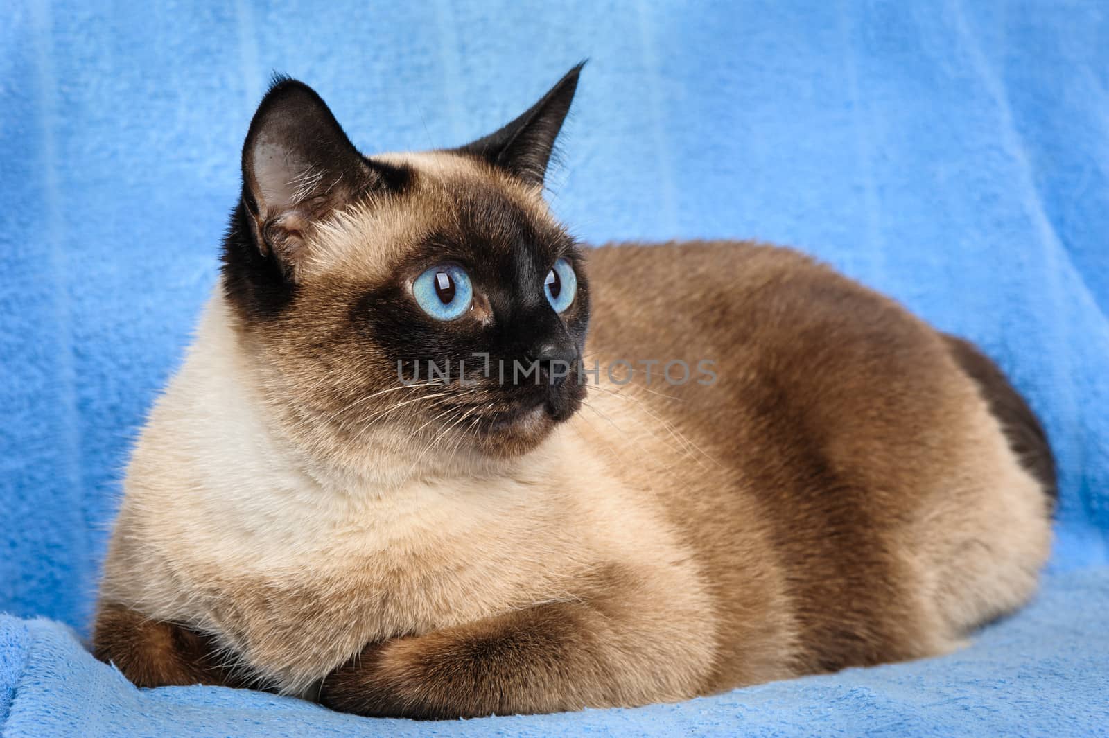 close up of cute blue-eyed siamese cat