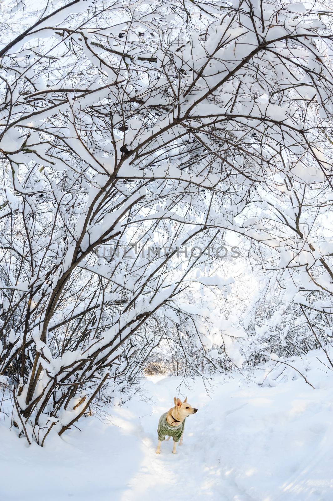 Snow on the trees and bushes in winter forest