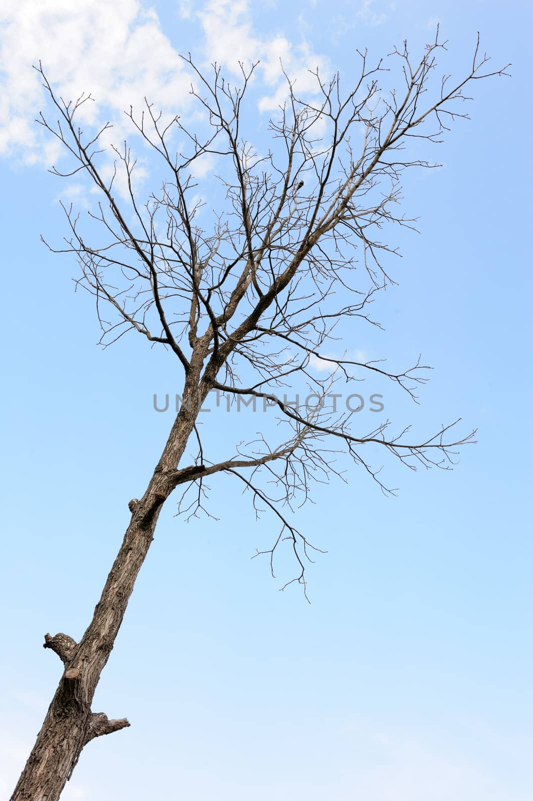 Lonely bare tree against the blue sky