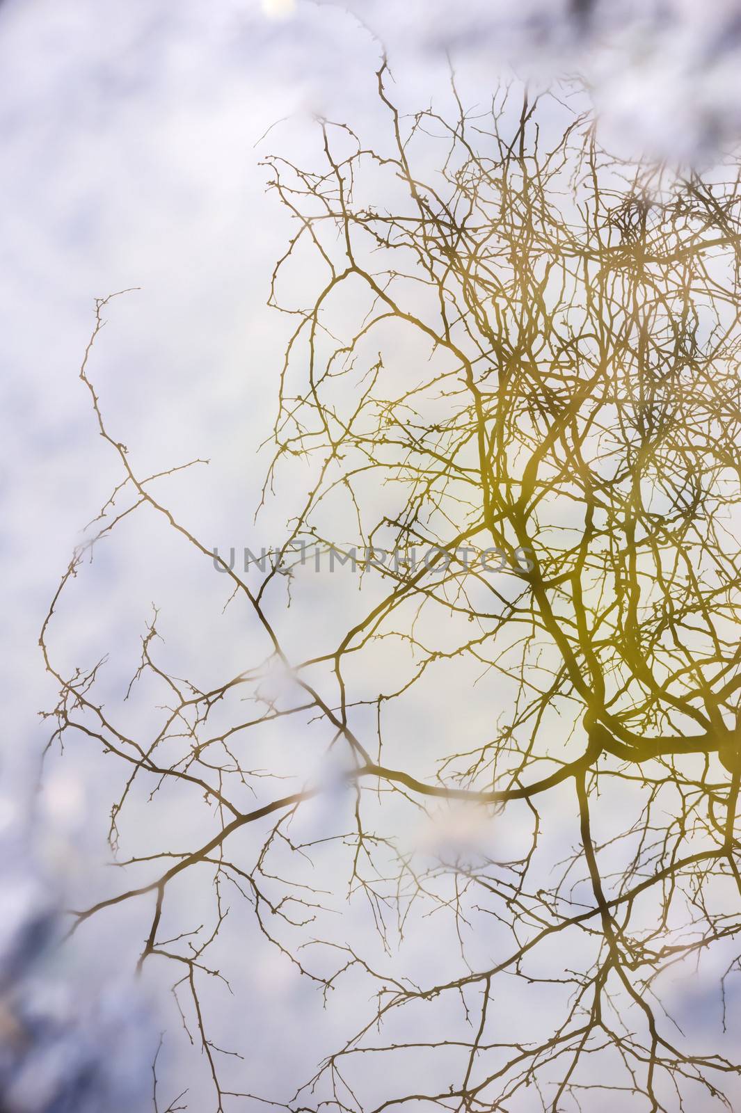 Branches reflection as symbol of depression