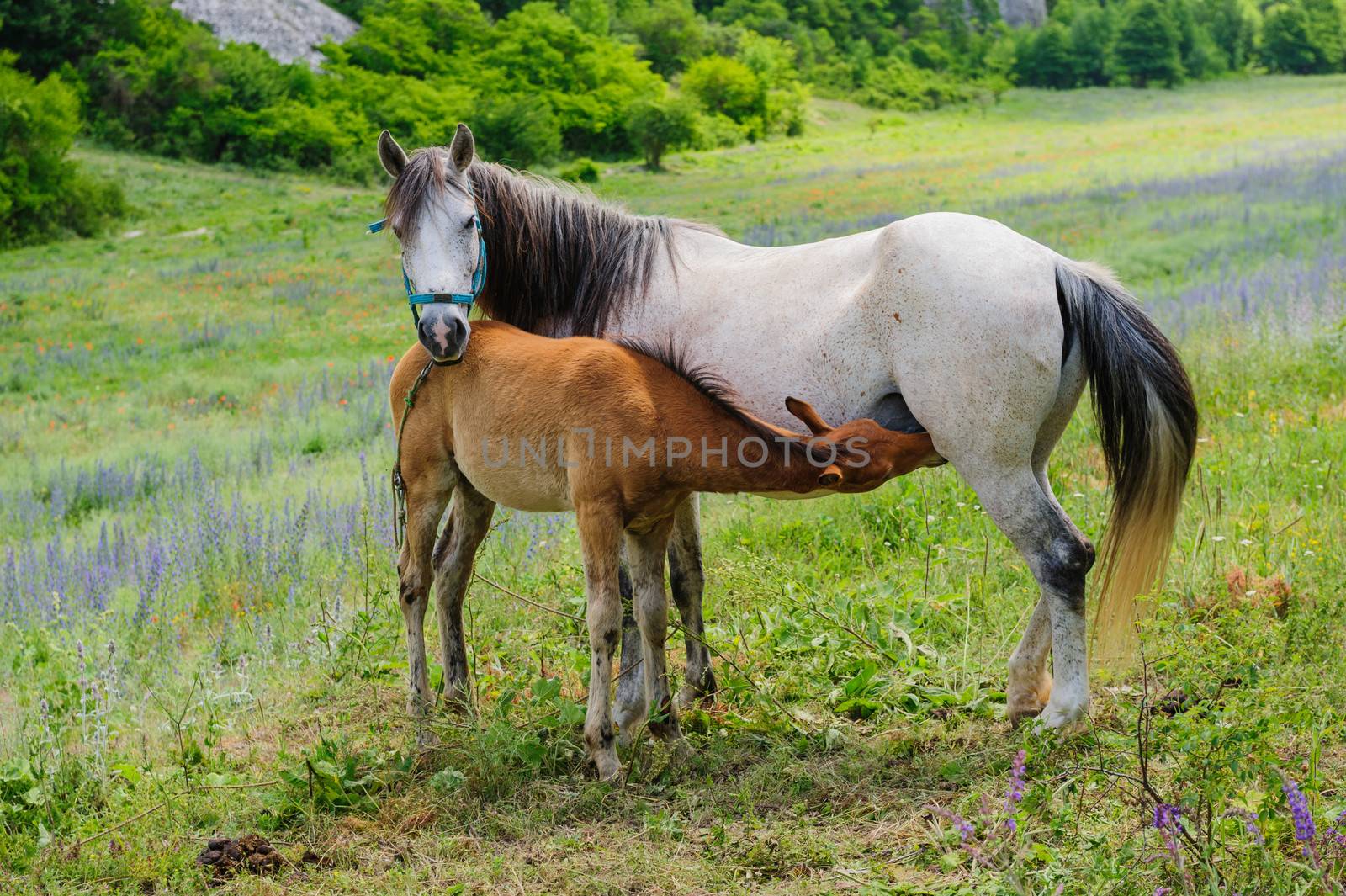 Mother Horse gives breastfeeding to his young foal