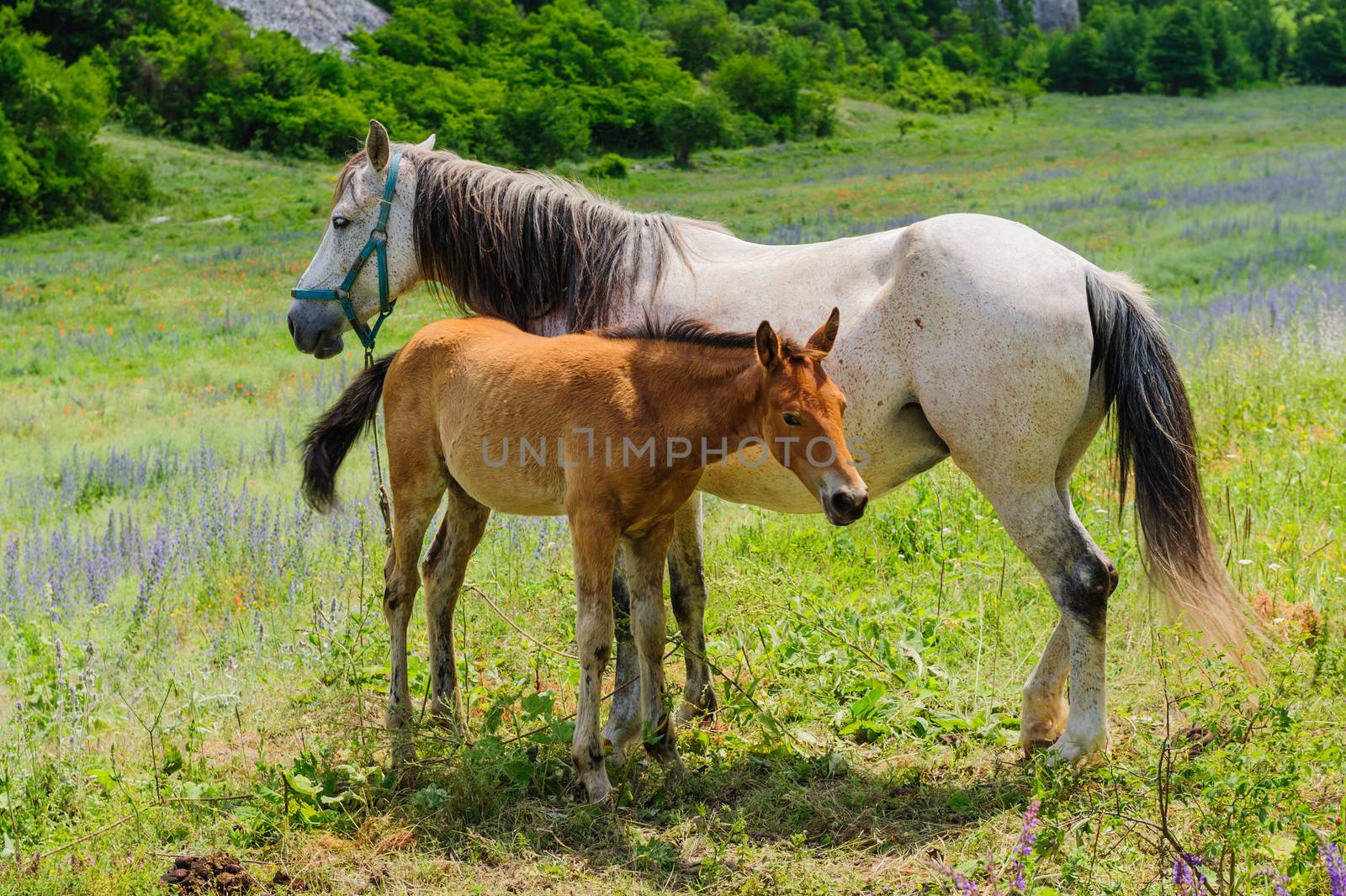 Foal and his mother Horse, breastfeeding by starush