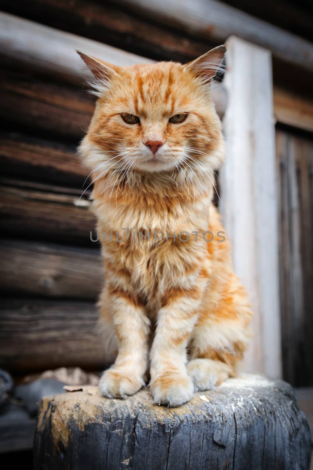 Red serious cat sitting on wooden trunk
