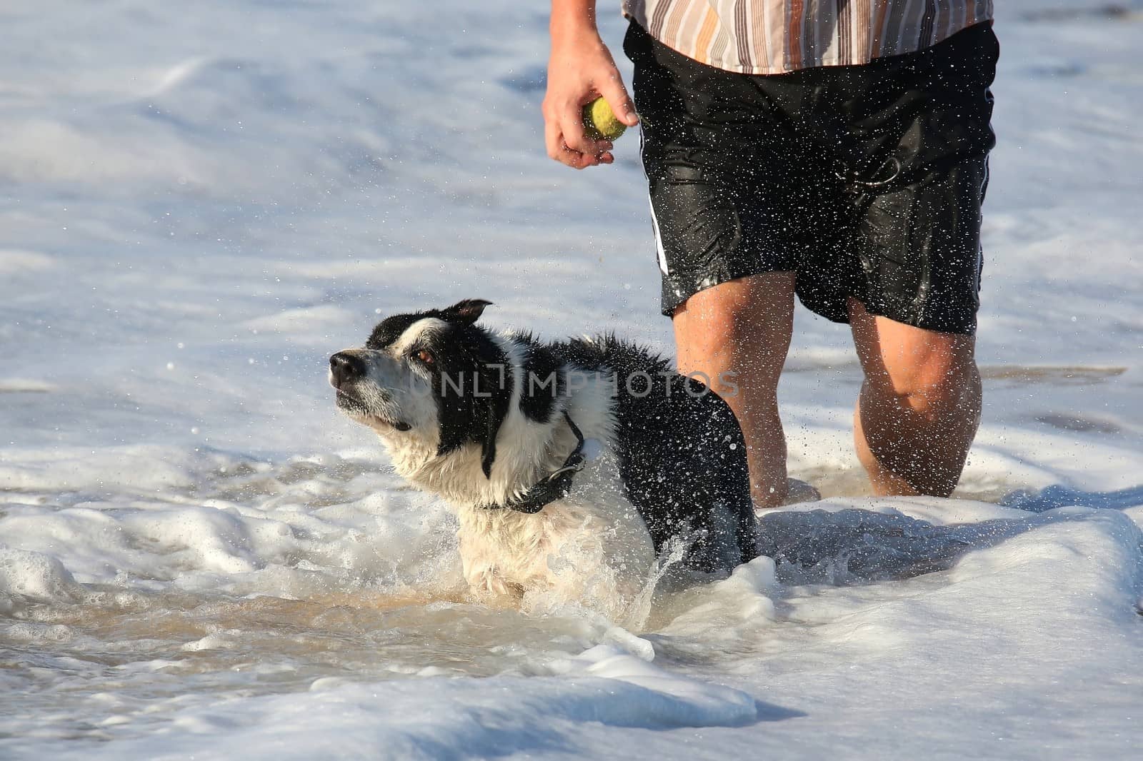 Pet dog playing in the sea water at the beach