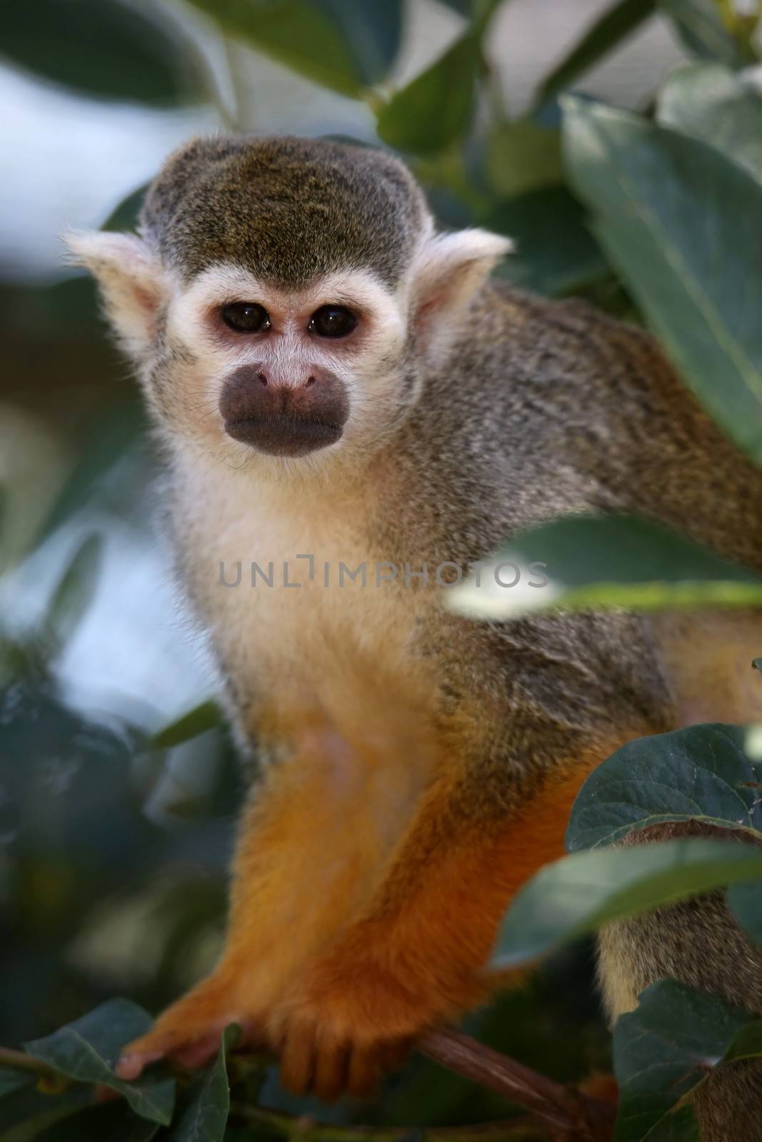 Cute squirrel monkey looking out between the leaves of a tree