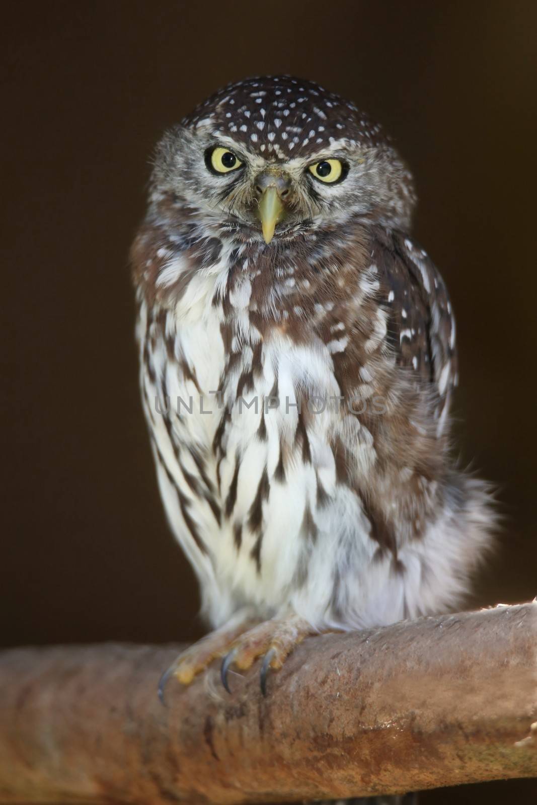 Portrait of a pearl-spotted owl with intent yellow eyes perched in a tree