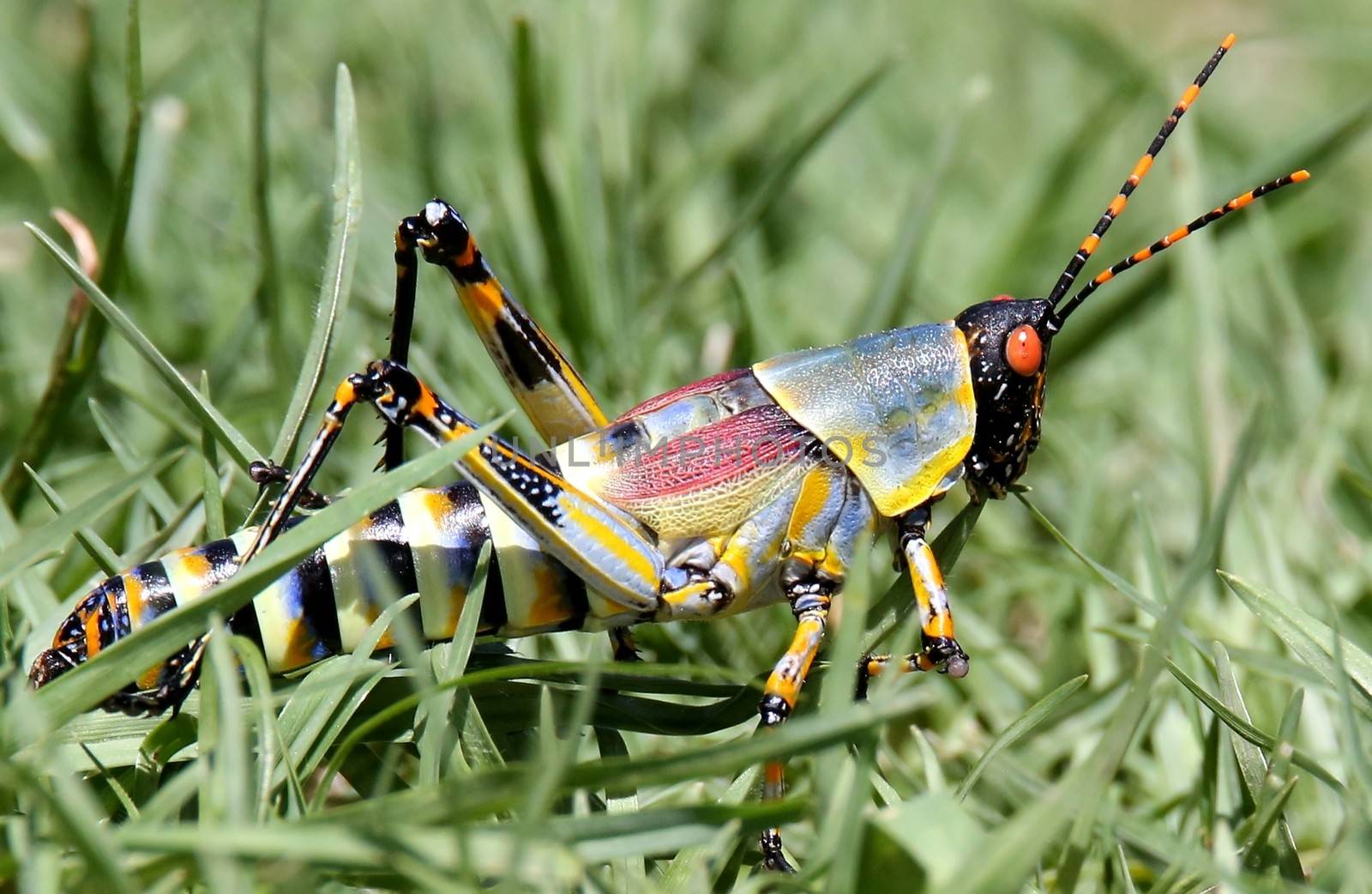 Brightly Colored Grasshopper by fouroaks